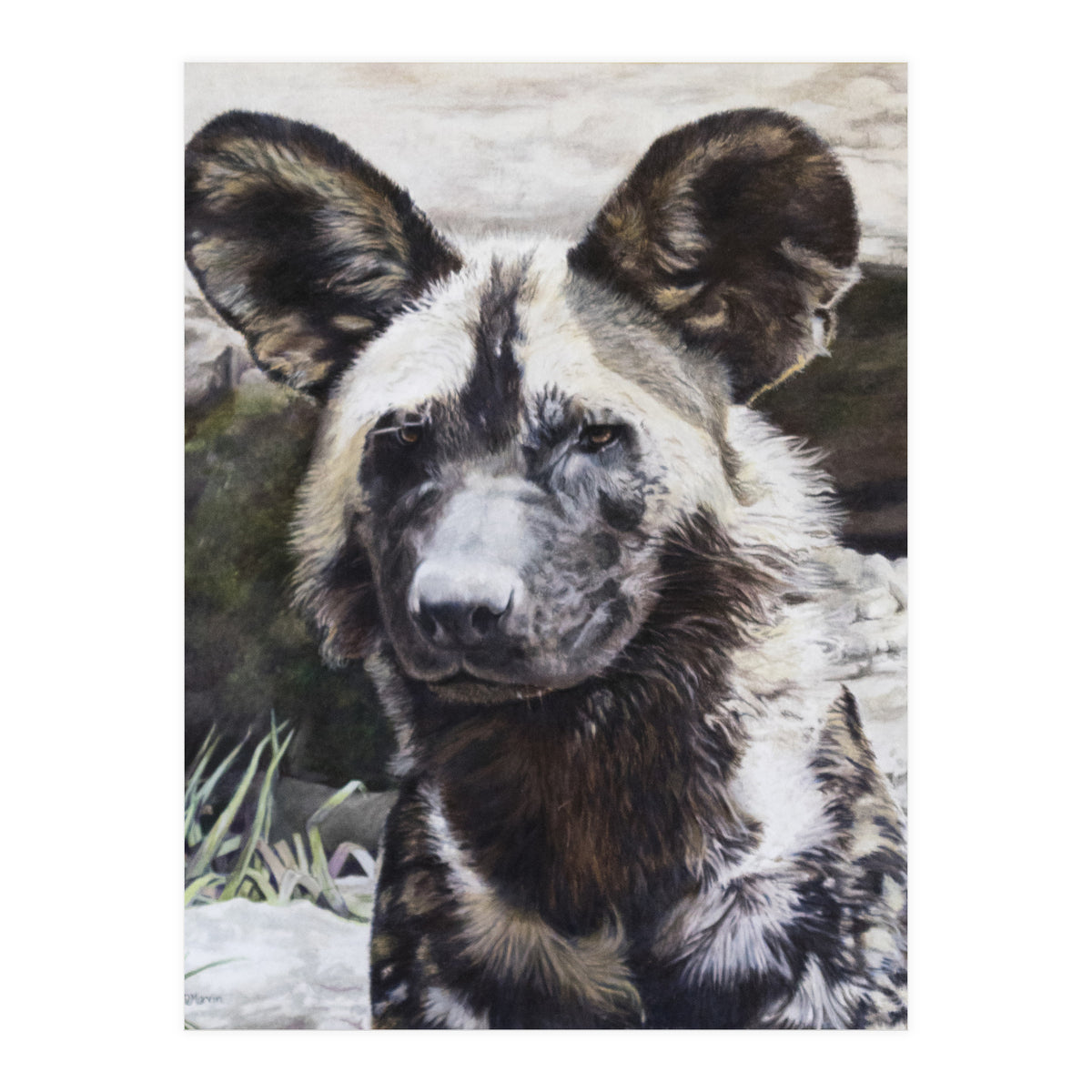 African Painted Dog II (Print Only)