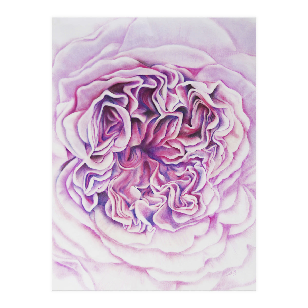 A Rose Is A Rose Std (Print Only)