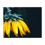 Sunflower Detail 1 (Print Only) thumbnail