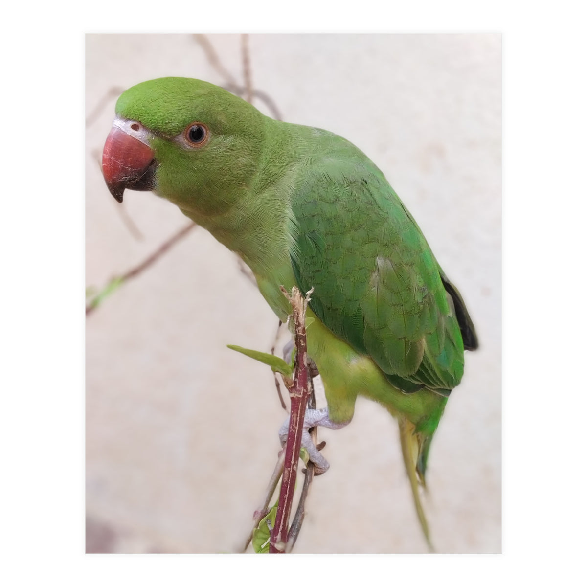 Lovely Indian Cute Parrot (Print Only)
