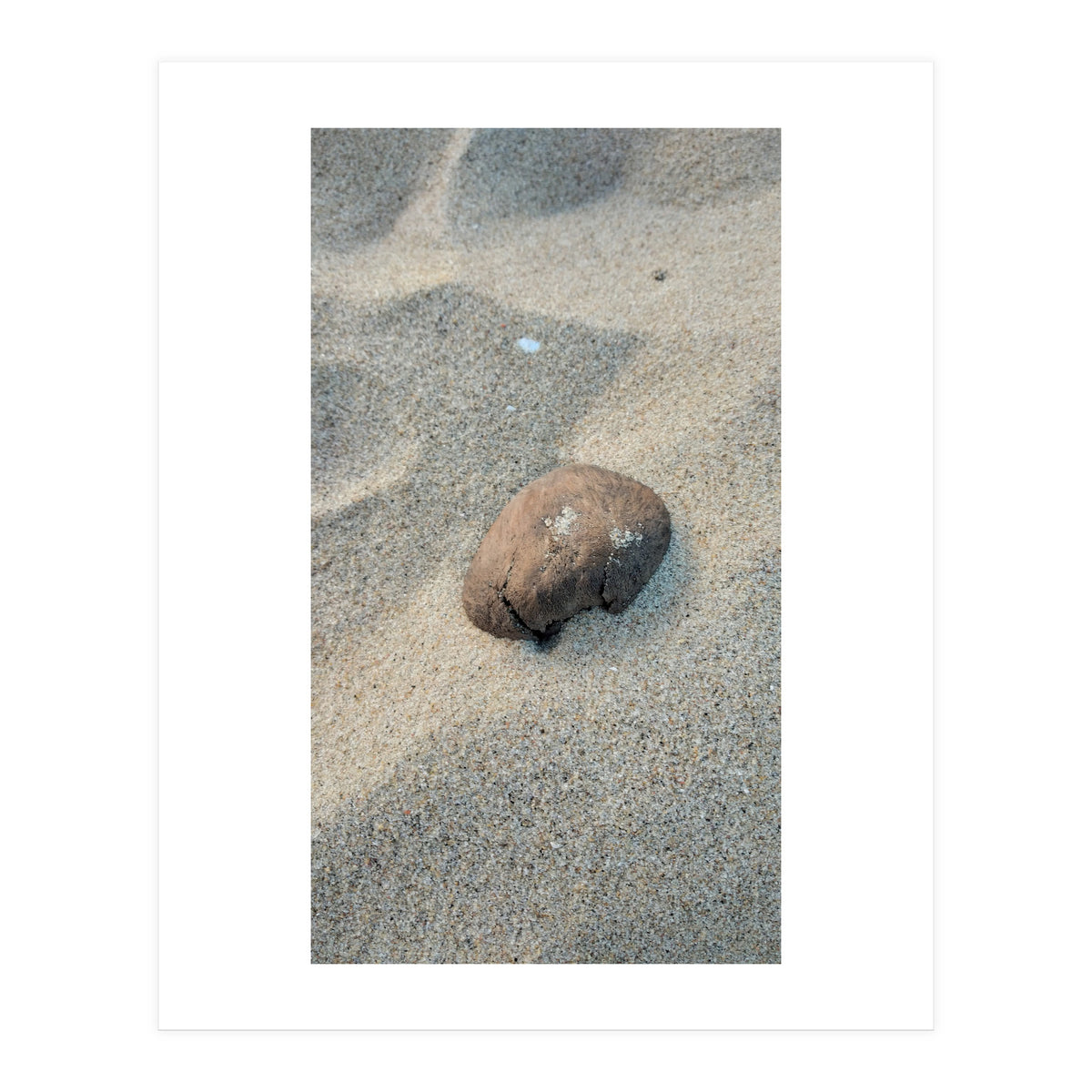 Coastal Shell (Print Only)