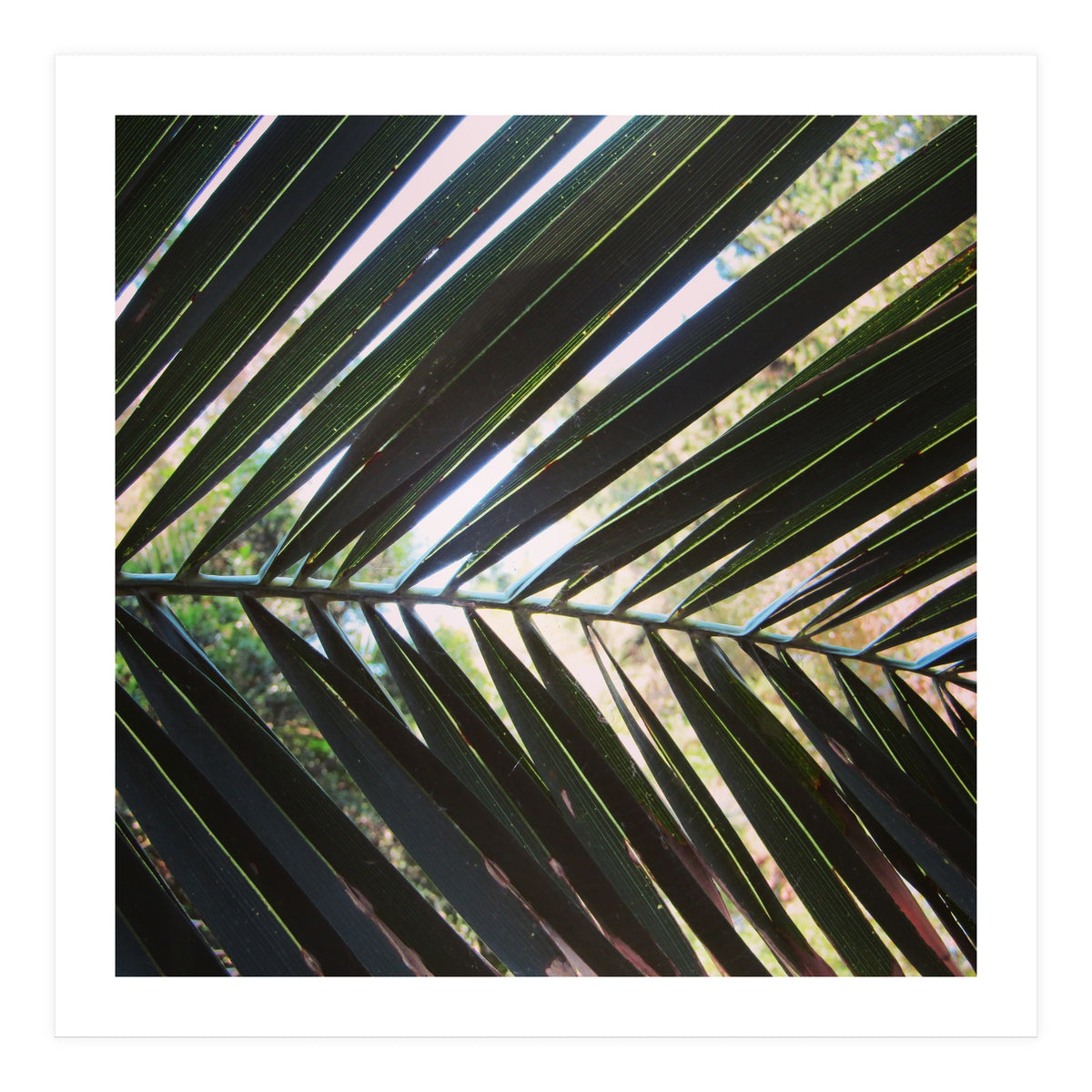 Palm leaf (Print Only)