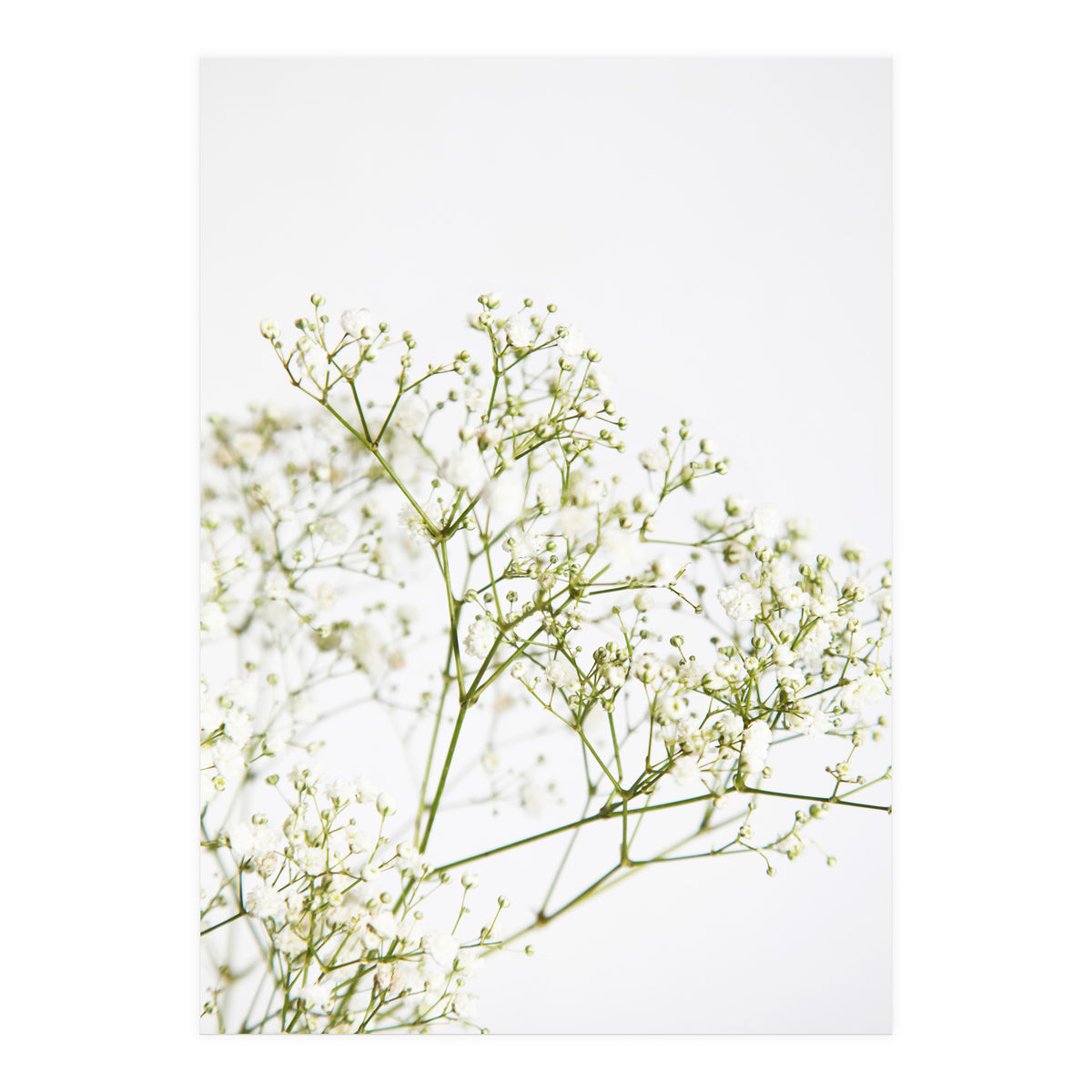 Flowers (Print Only)