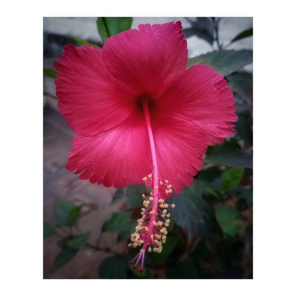 Beautiful Hibiscus Flora (Print Only)