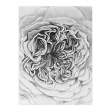 A Rose in Monochrome (Print Only) thumbnail