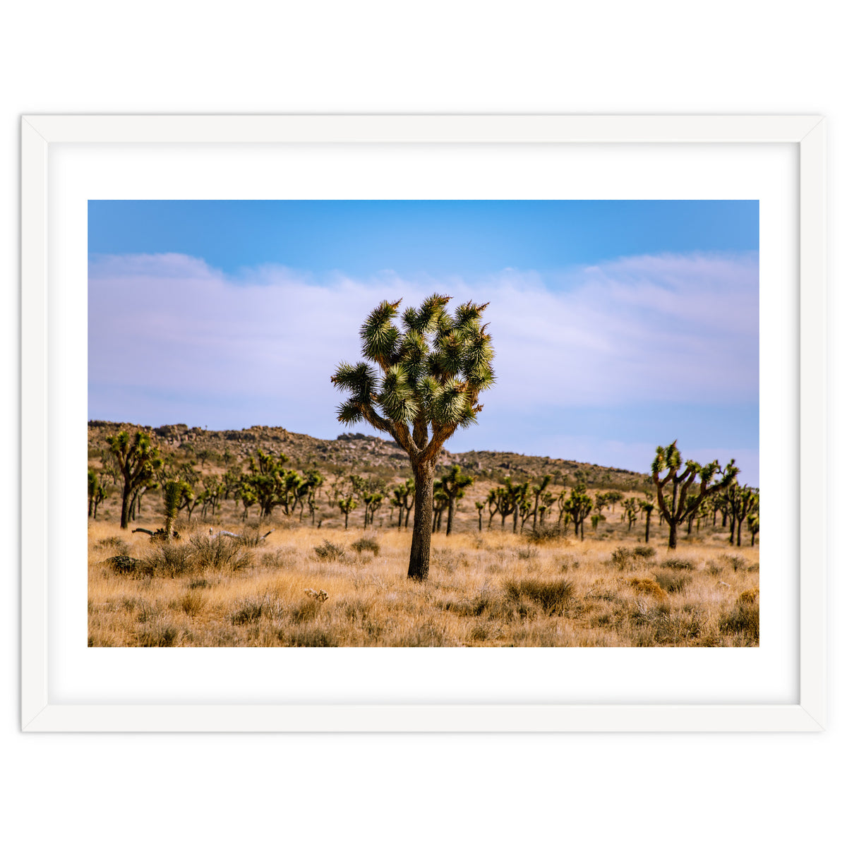 Joshua Tree