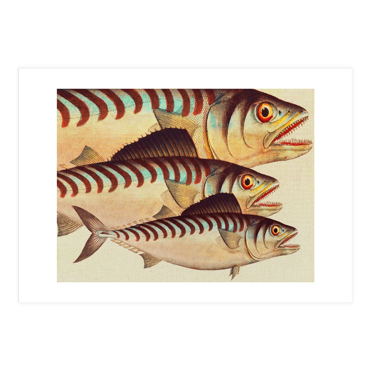 Fish Classic Designs 8 (Print Only)