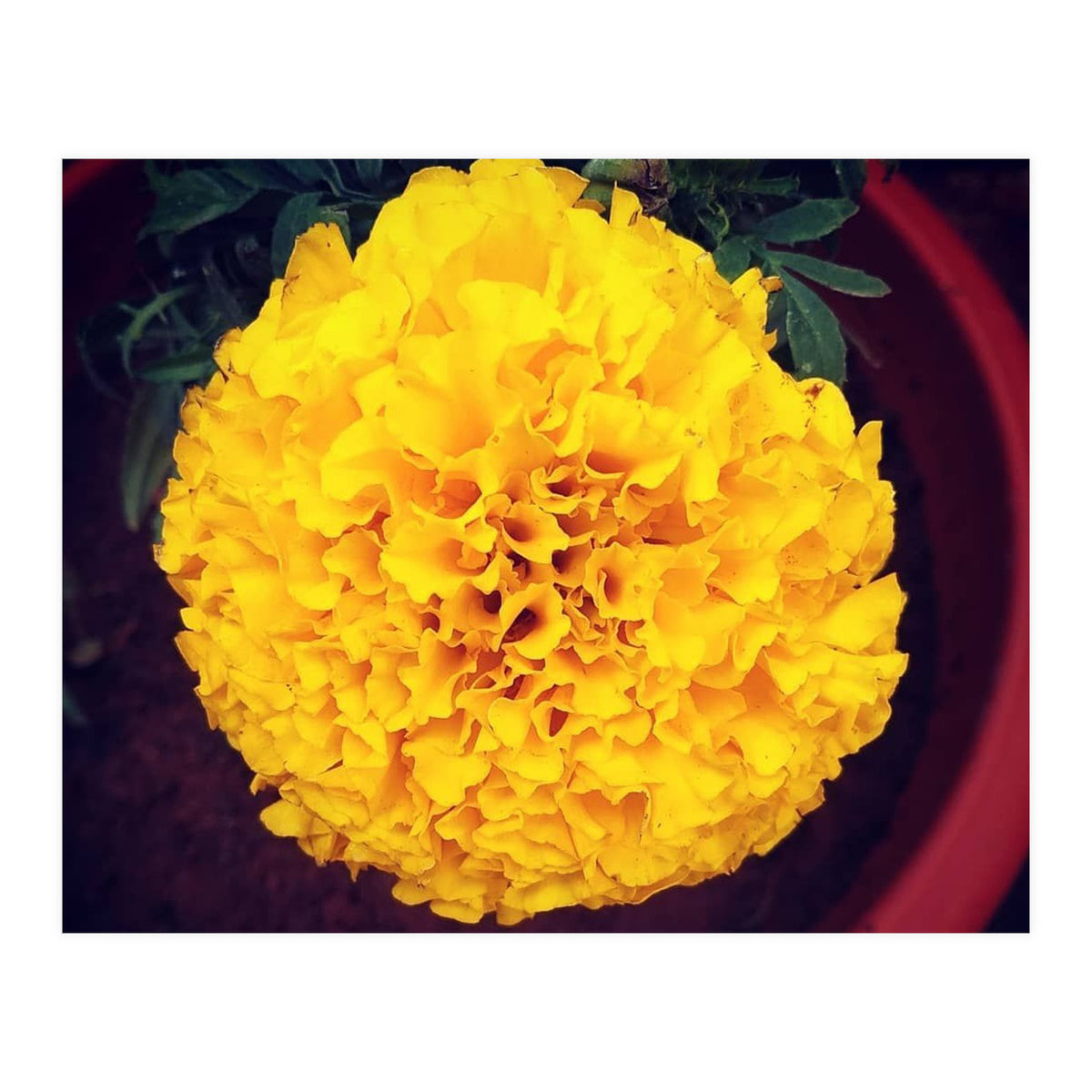 Yellow Chrysanthemum (Print Only)