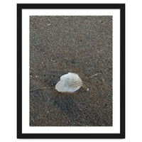 Shell in Sea Shore