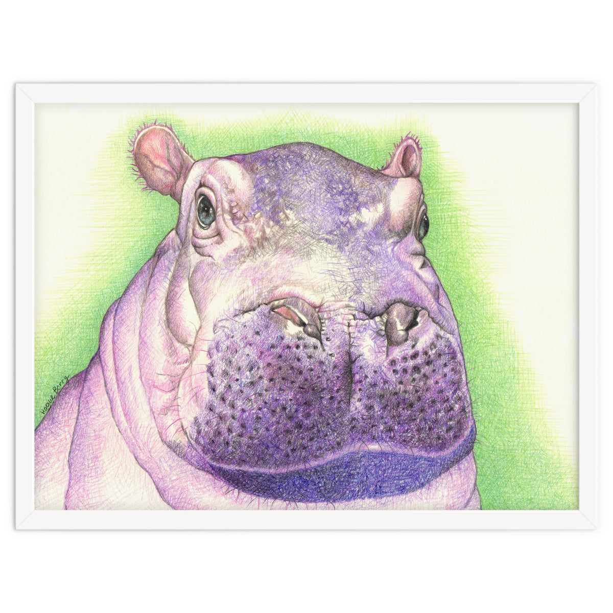 Purple Hippo