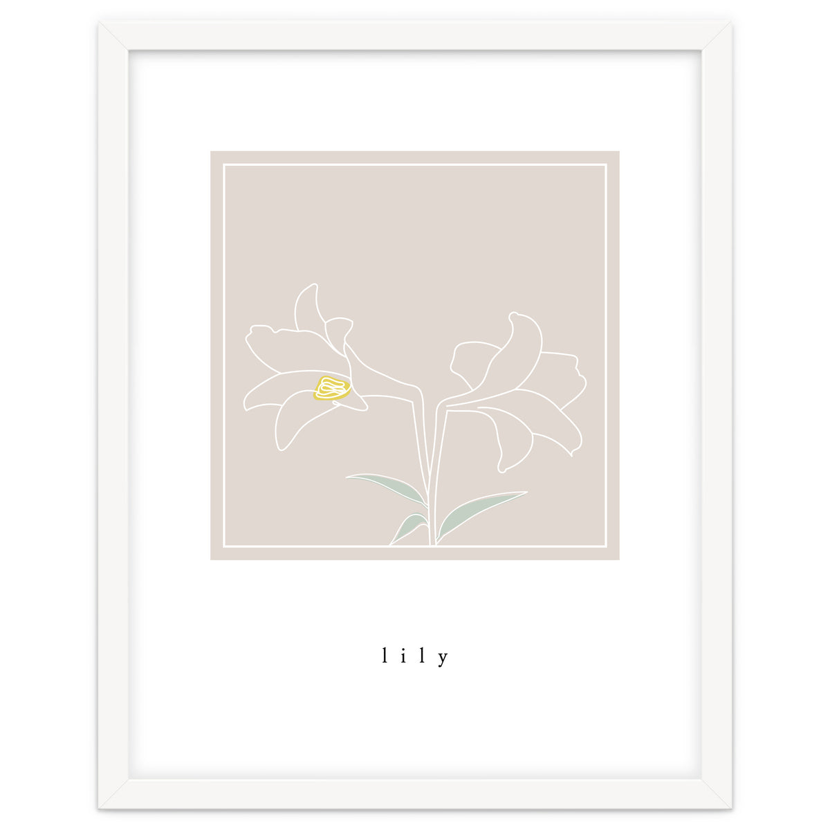 lily flower