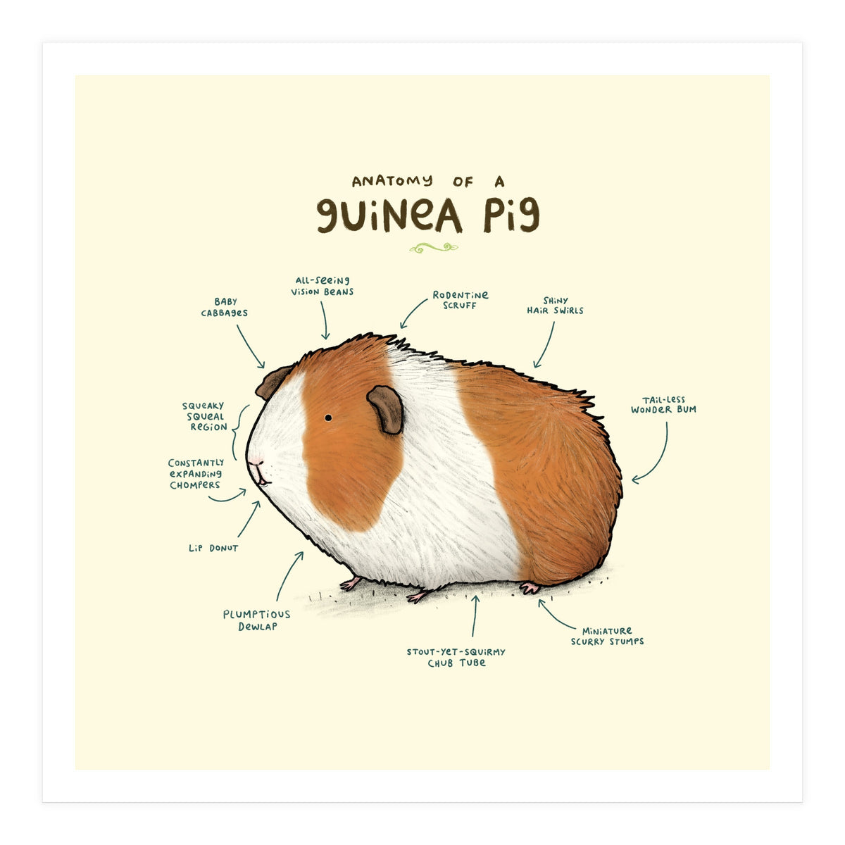 Anatomy Of A Guniea Pig (Print Only)