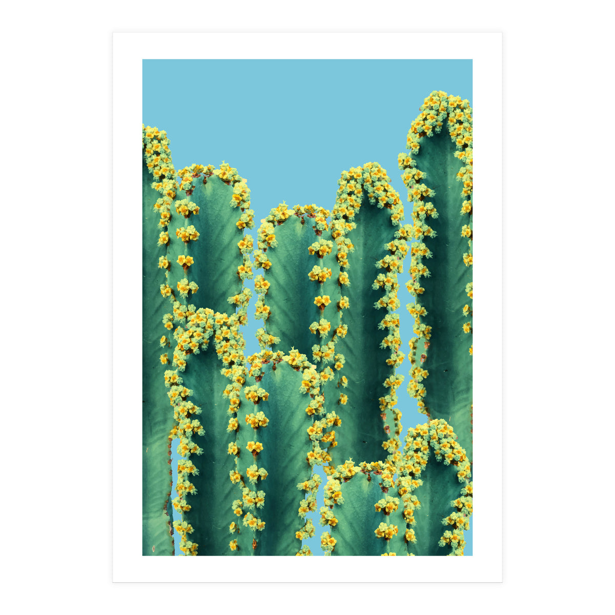 Adorned Cactus V2 (Print Only)