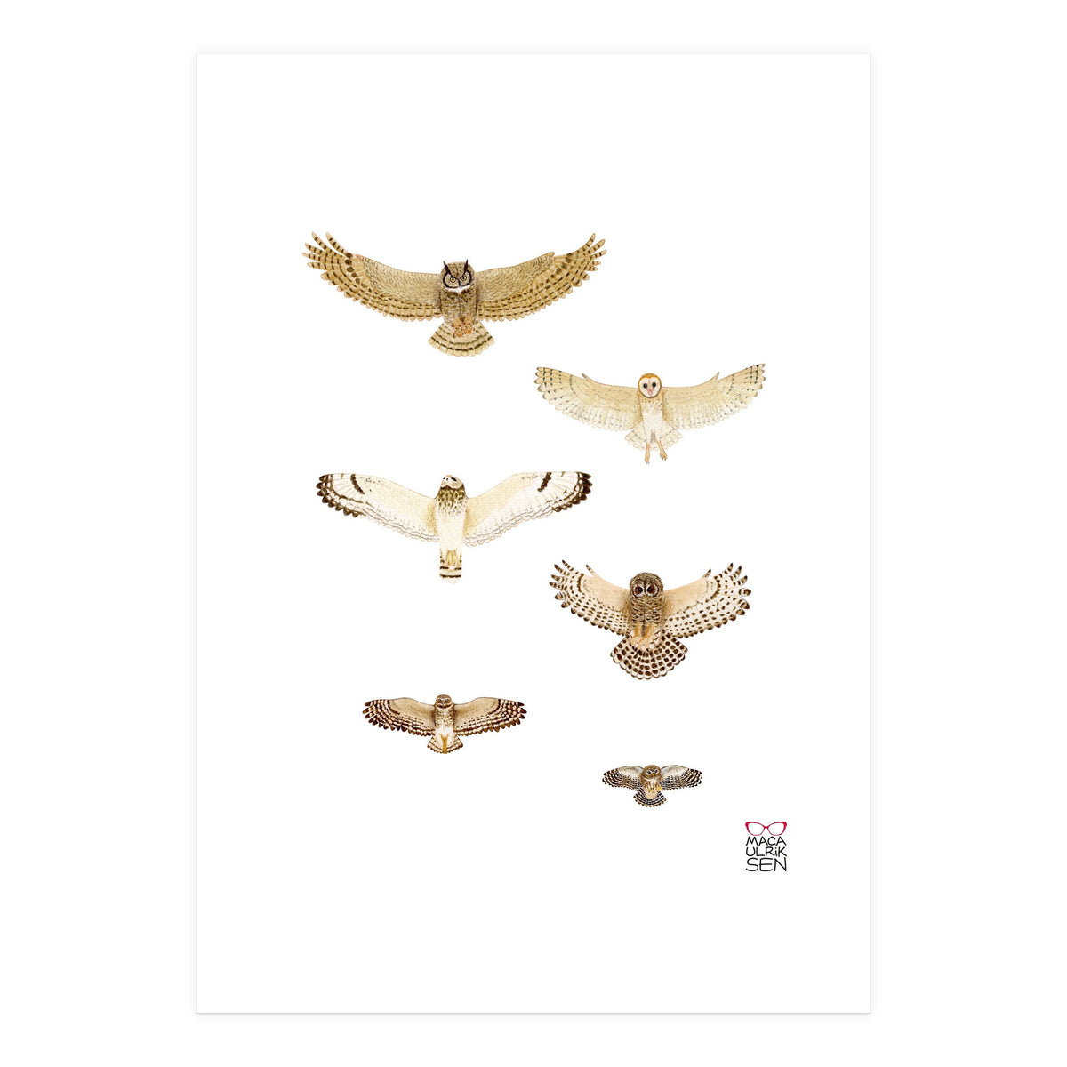 Typical owls & Barn owl (Print Only)