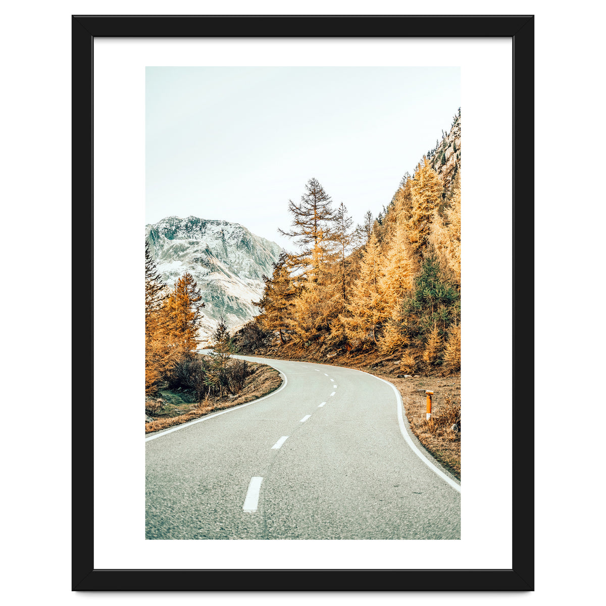 Snow and Golden Pine