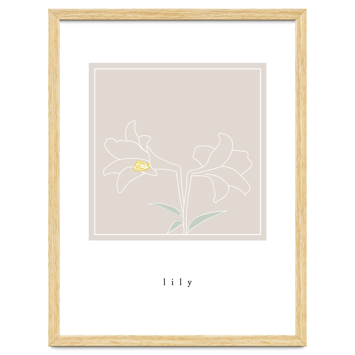 lily flower