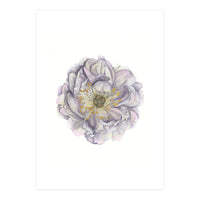 A Peony In Grey Std (Print Only)