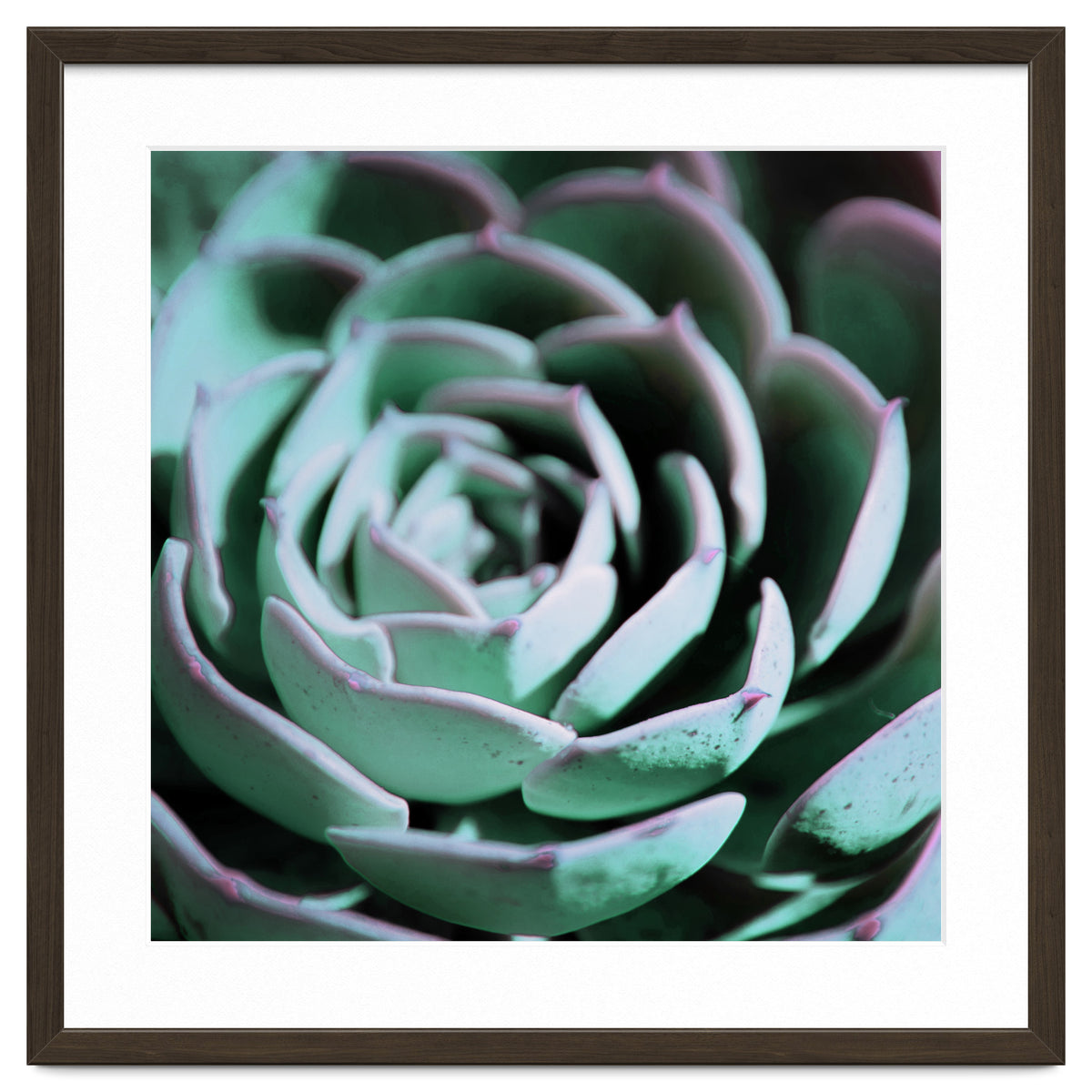DARKSIDE OF SUCCULENTS III-A