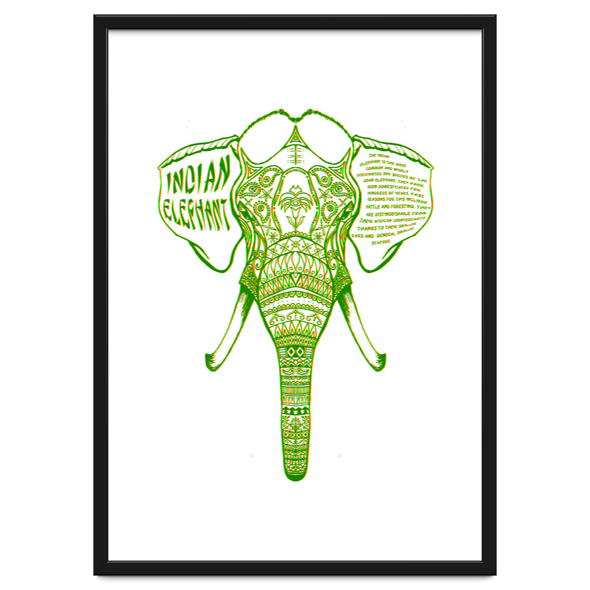 Indian Elephant