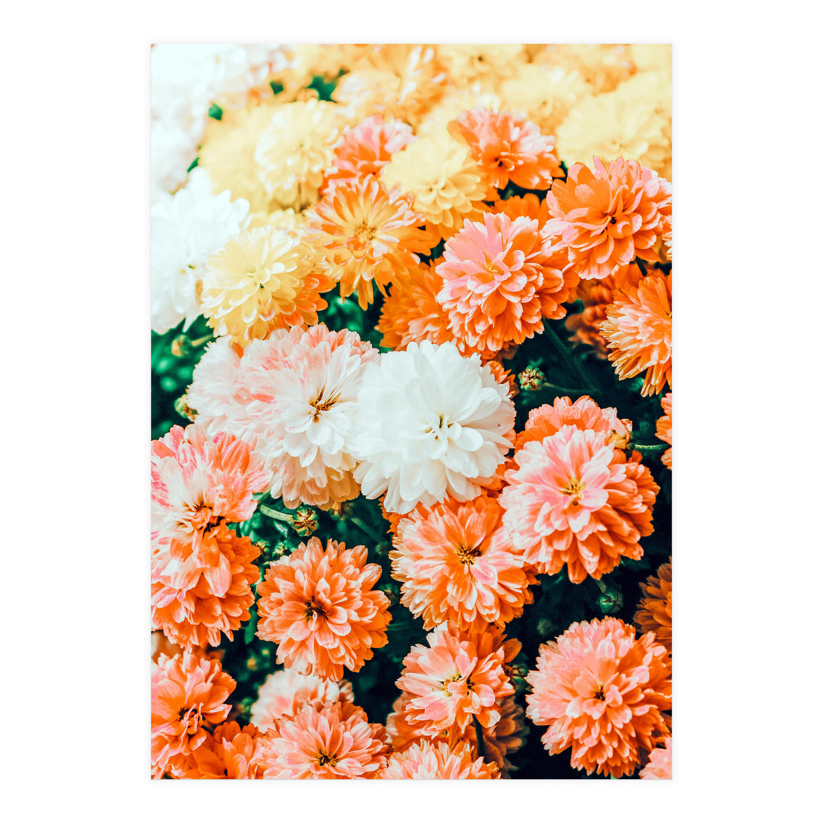 Garden Song (Print Only)