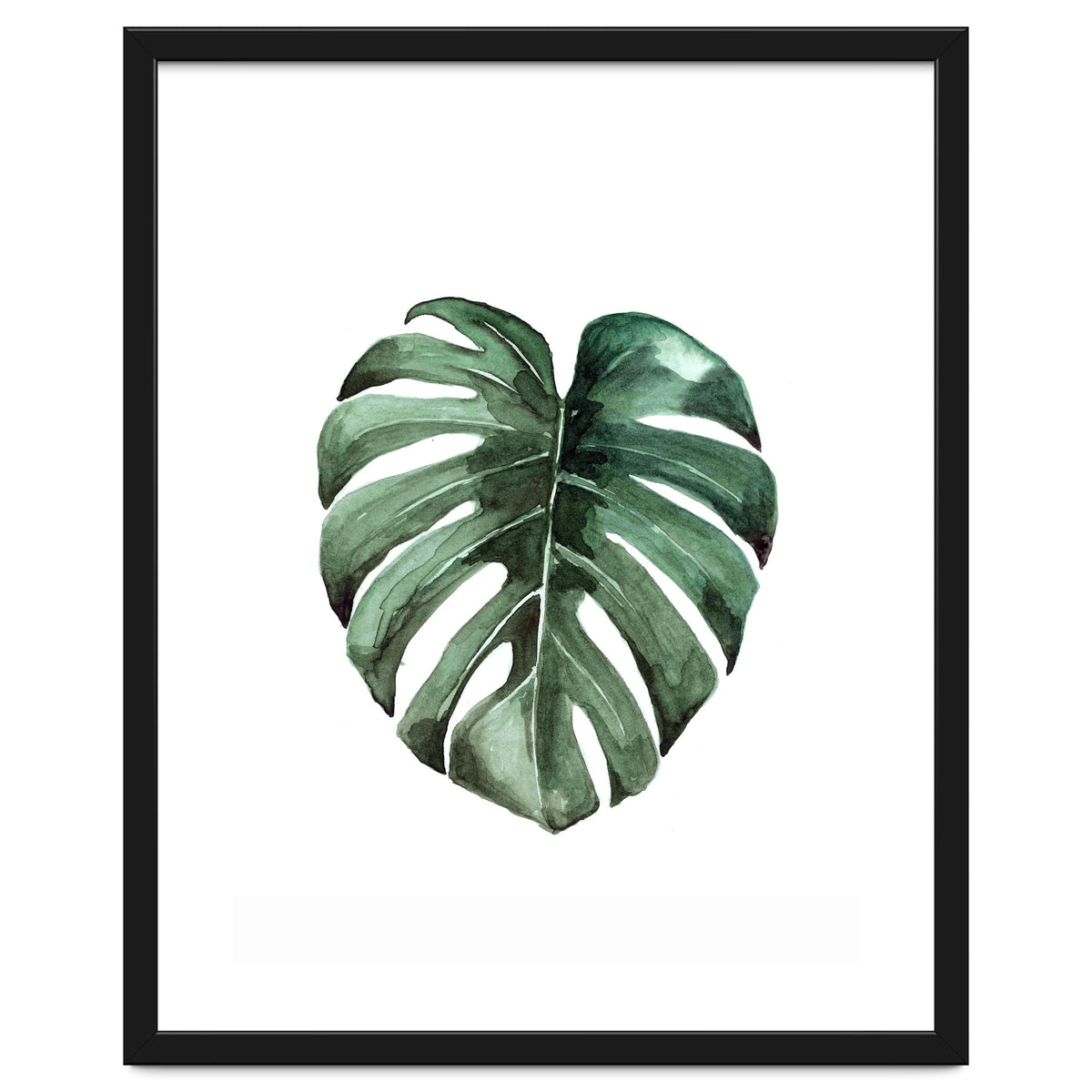 Botanical Illustration Monstera Deliciosa