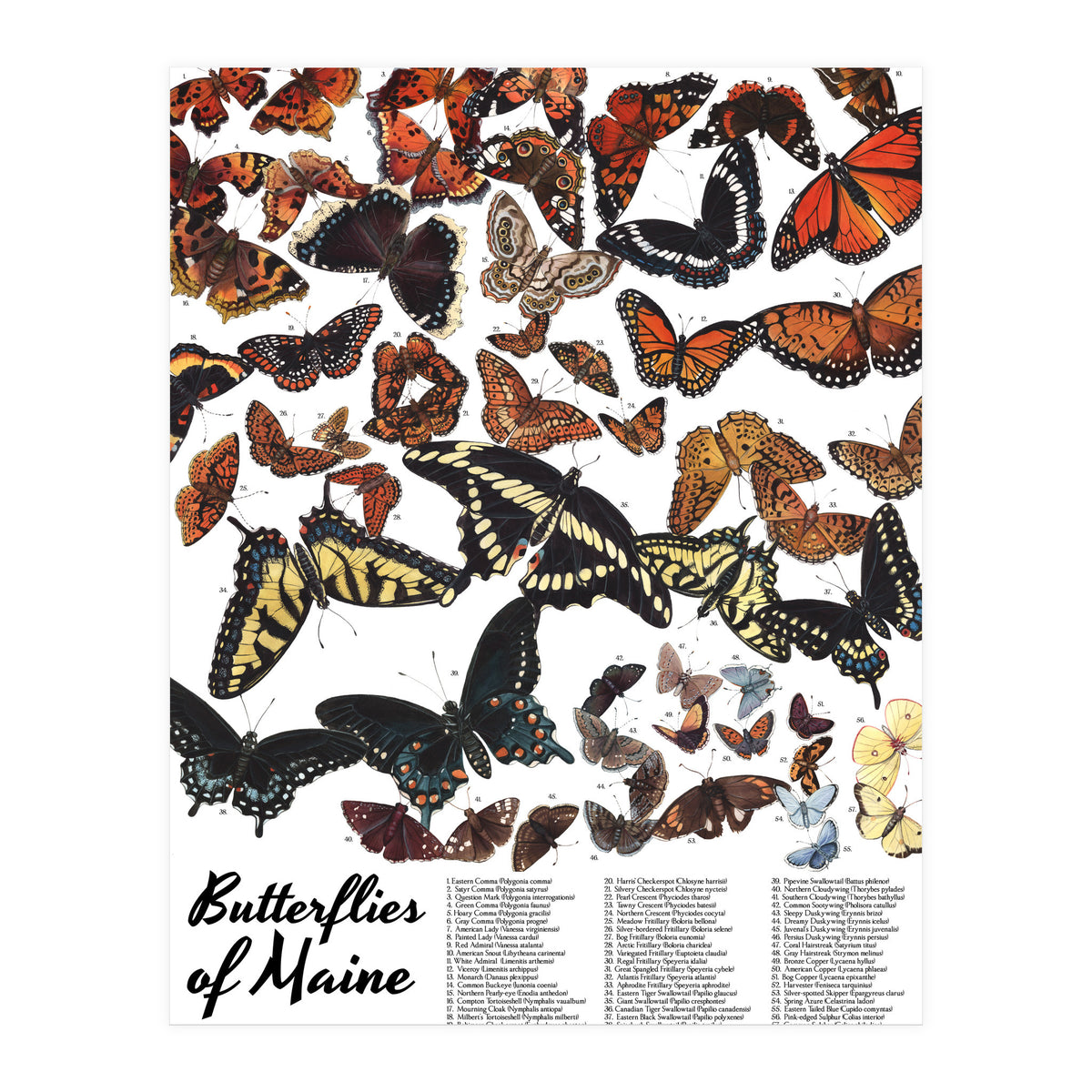 Maine Butterflies Chart (Print Only)