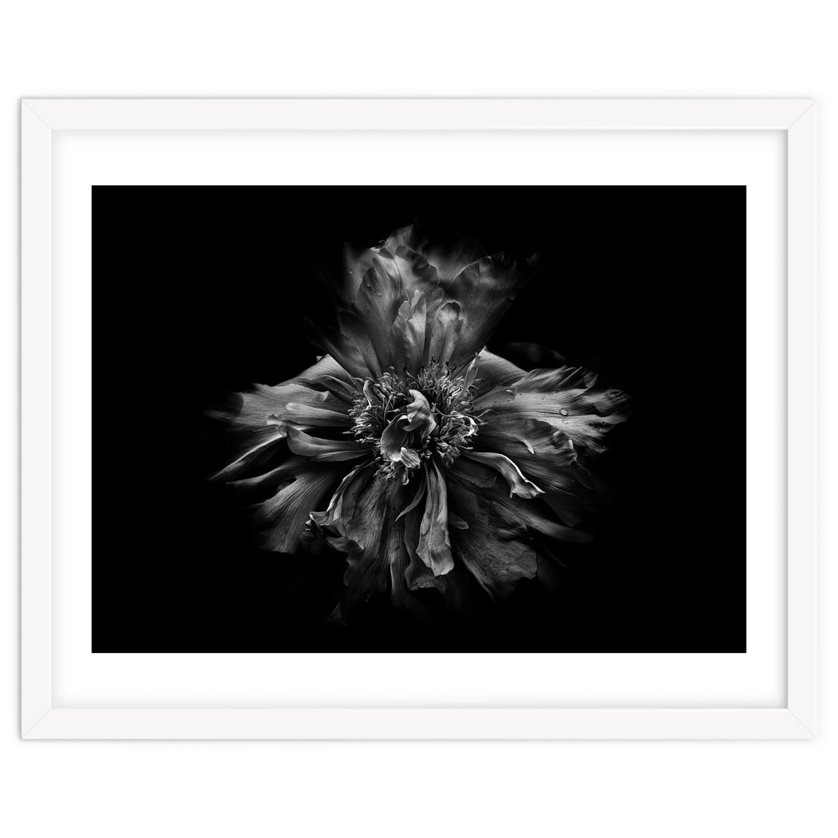 Backyard Flowers In Black And White No 49