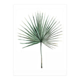 Botanical Illustration Fanpalm (Print Only) thumbnail