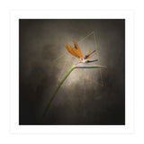 Graceful flower - Strelitzia | vintage style  (Print Only) thumbnail