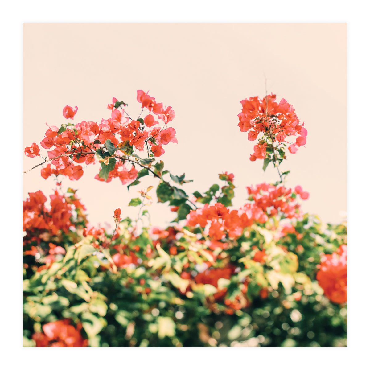 Bouganvillea Dream  (Print Only)