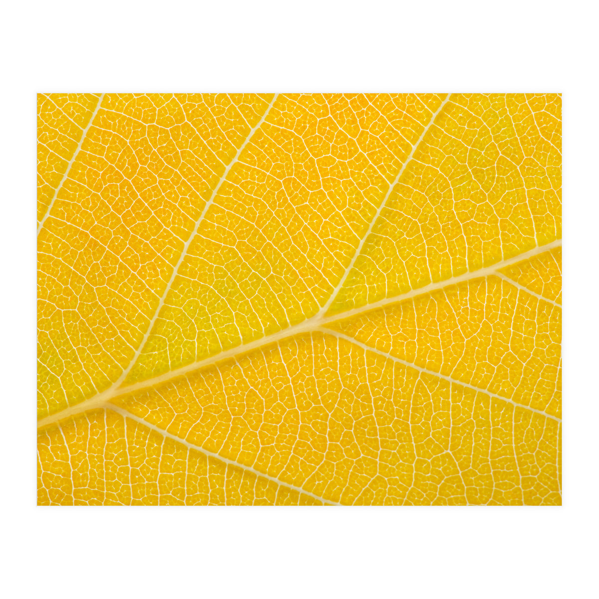Autumn Leaf (Print Only)