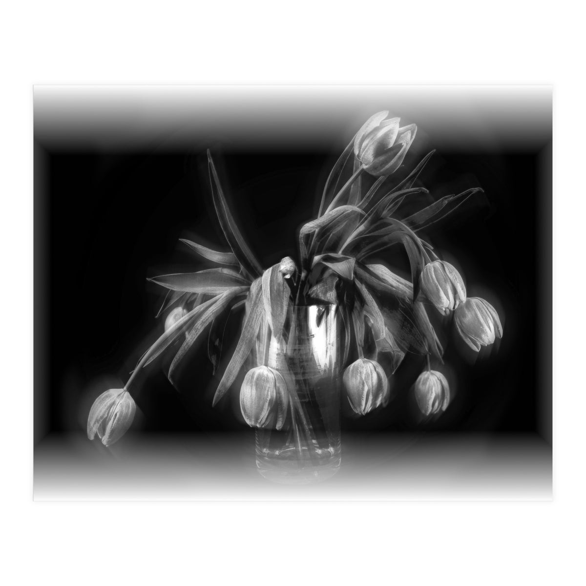 Tulips (Print Only)
