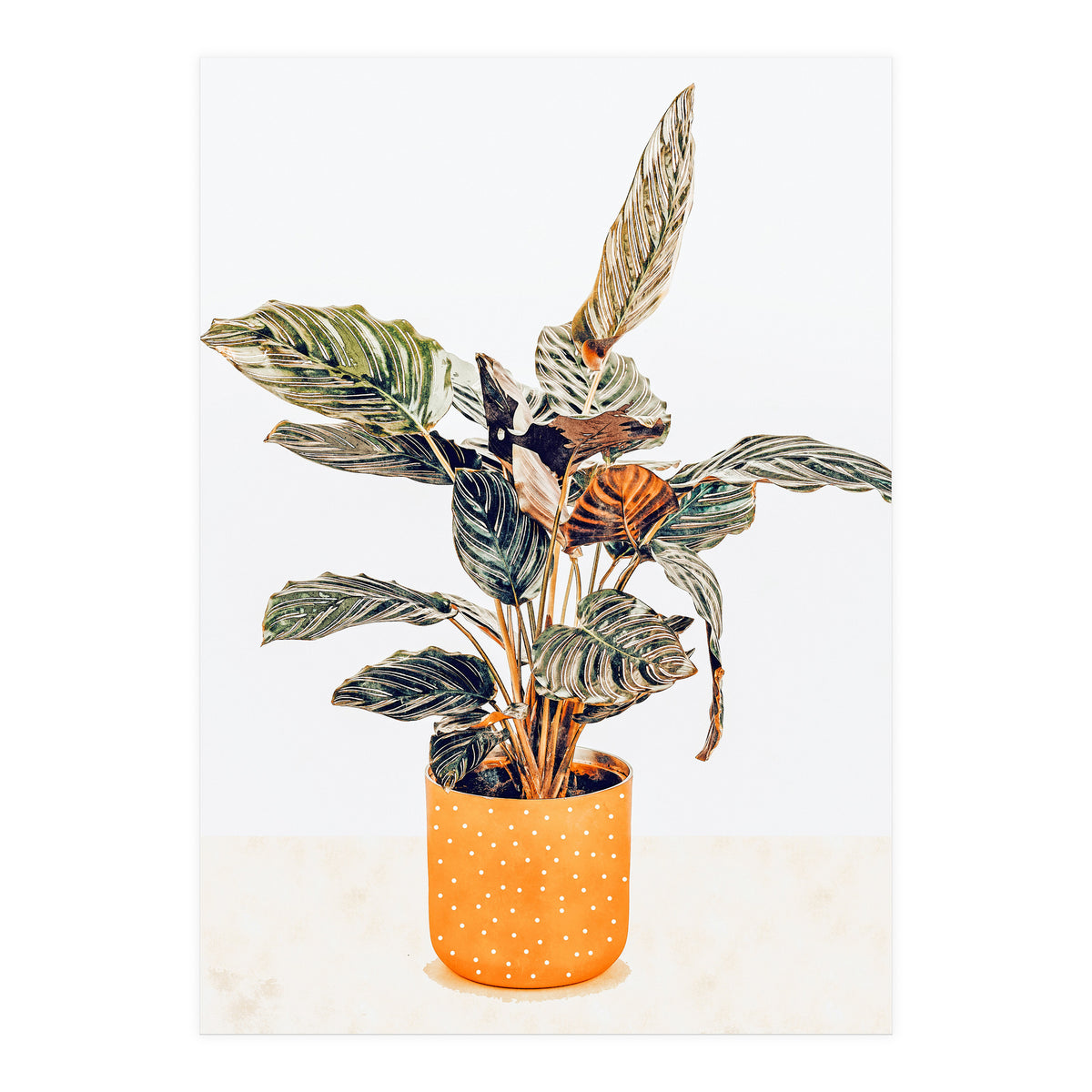 Botany II (Print Only)