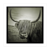 Elgol Cow (Print Only) thumbnail