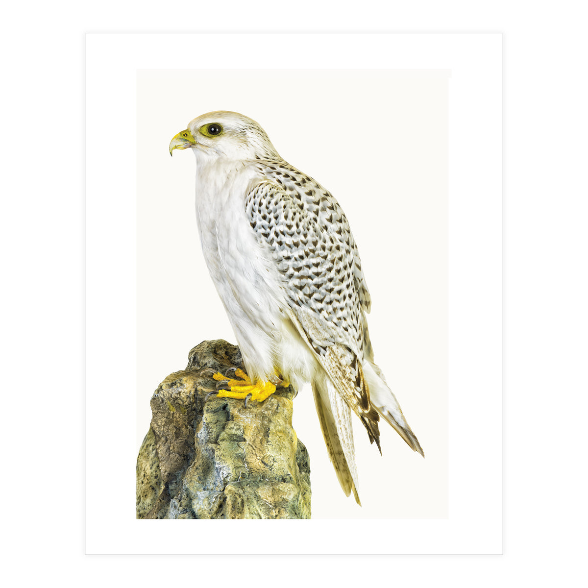 Cc Birds 03 (Print Only)