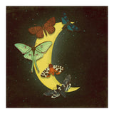 Moth moon (Print Only) thumbnail