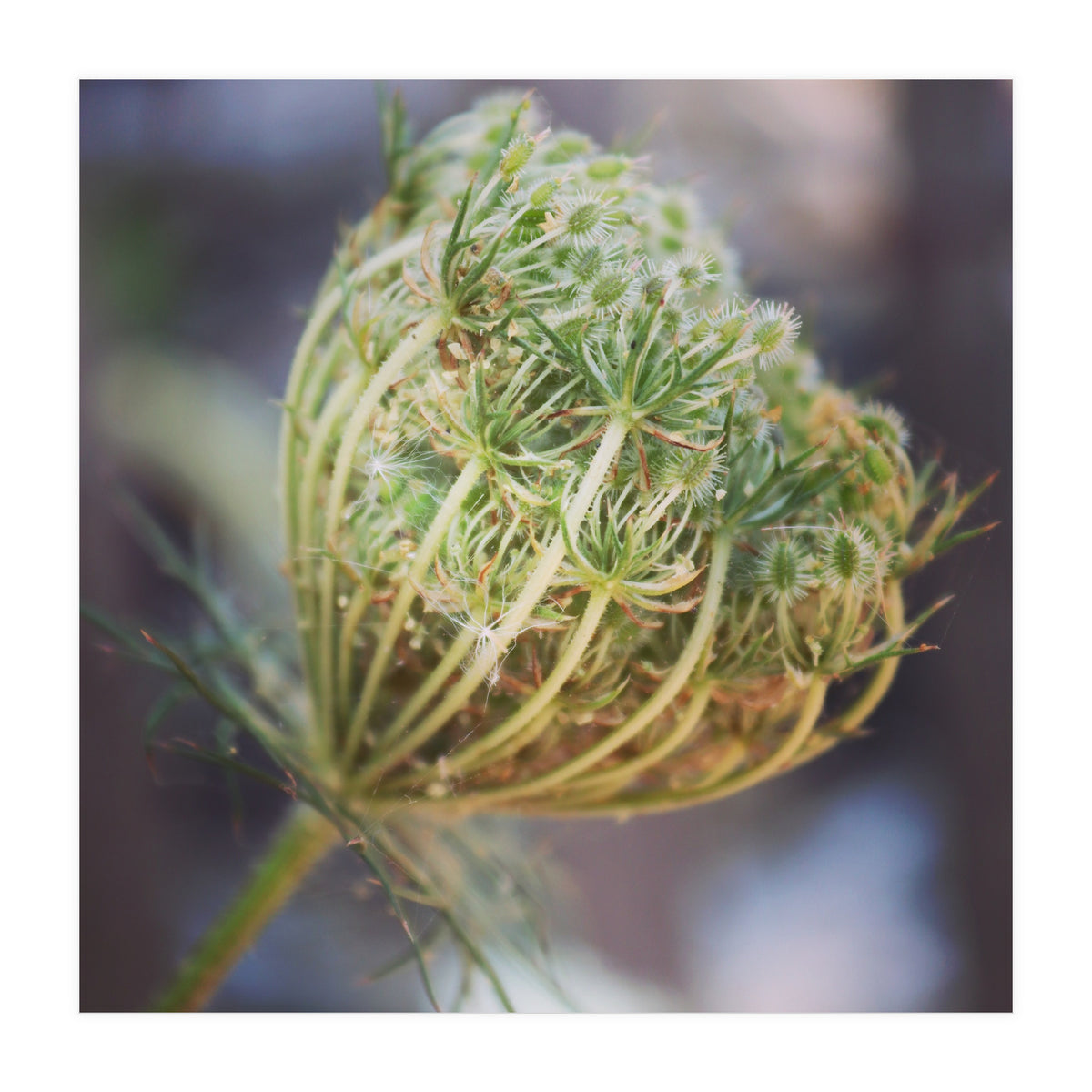 Seed head (Print Only)