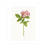 Cc Roses 04 (Print Only) thumbnail