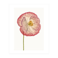 Cc Poppy 06 (Print Only)