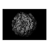 Backyard Flowers In Black And White 54 (Print Only) thumbnail