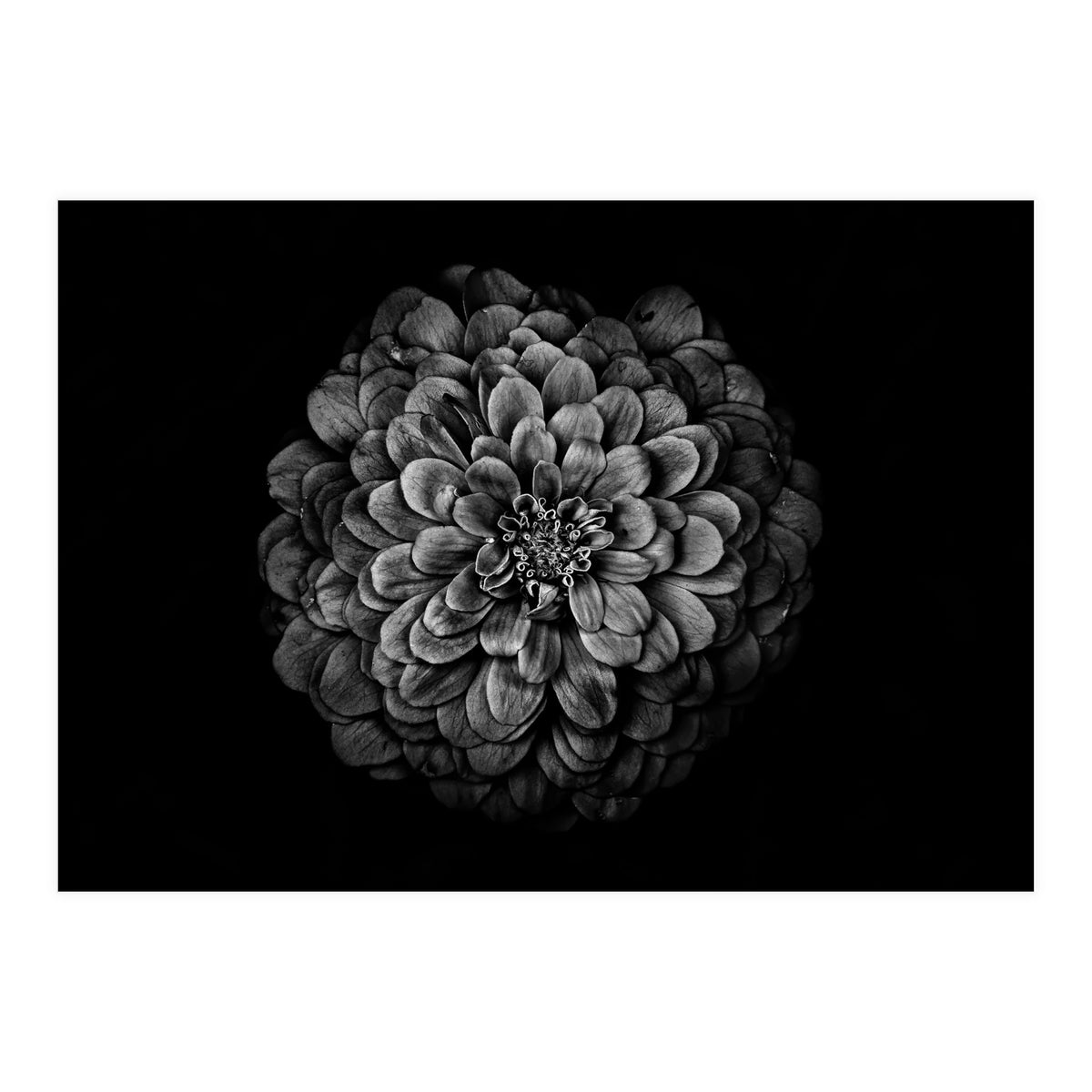 Backyard Flowers In Black And White 54 (Print Only)