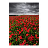 Wild Poppies (Print Only) thumbnail