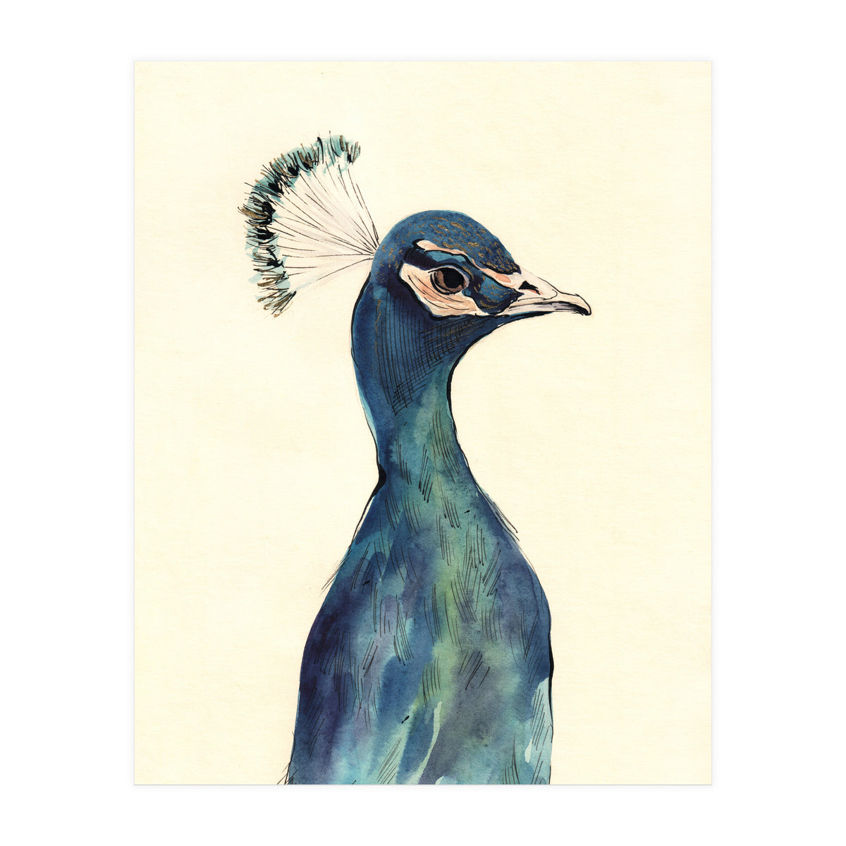 Peacock (Print Only)