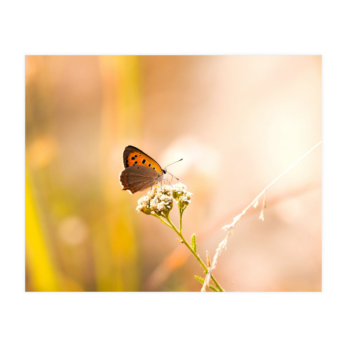 Butterfly (Print Only)