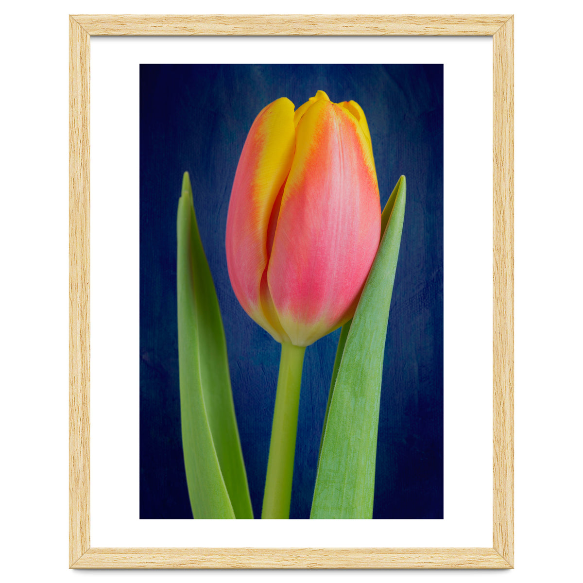 Tulip