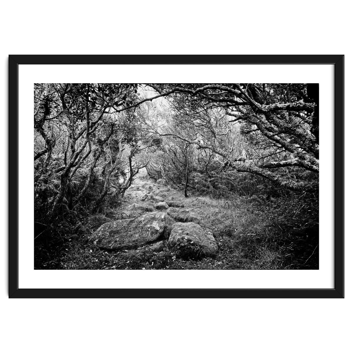 Undergrowth in black and white