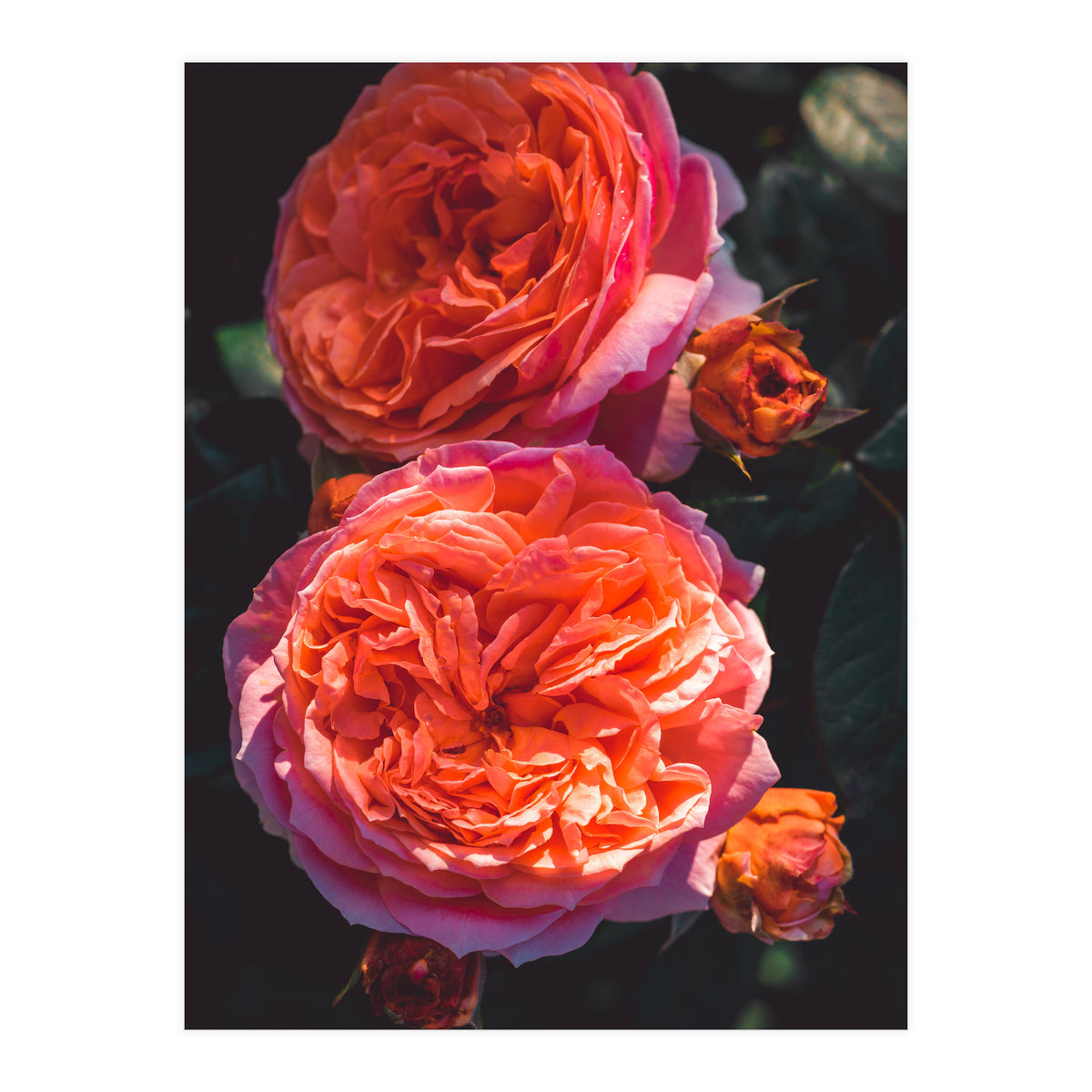 Rose Flowers  (Print Only)