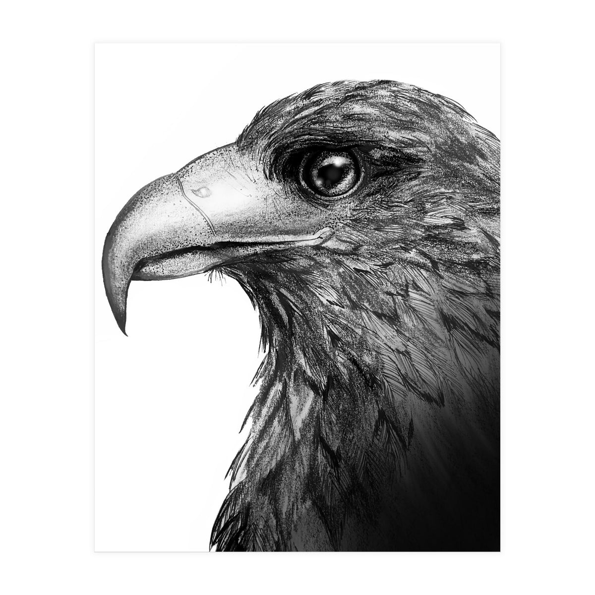 Harris's Hawk (Print Only)