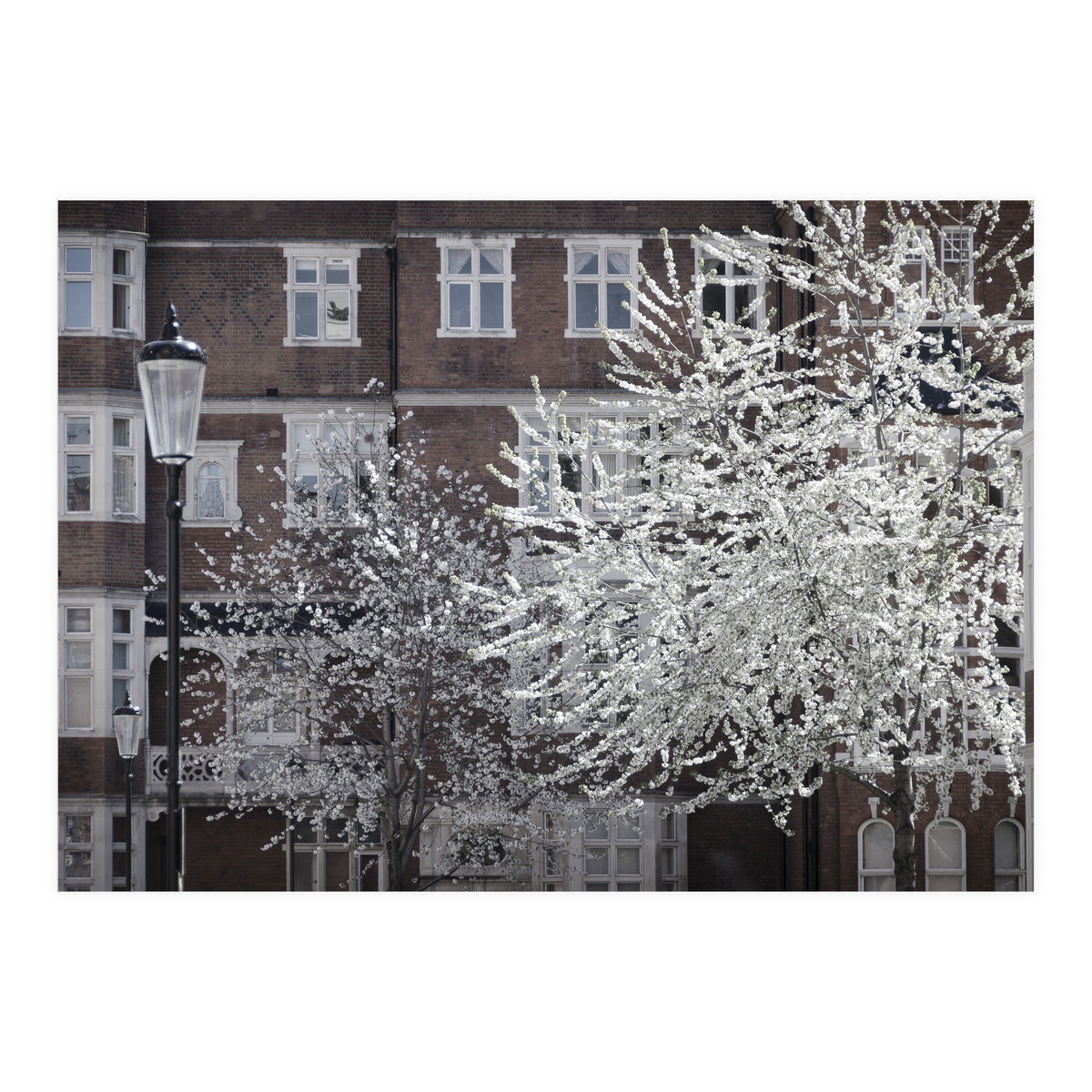 Chelsea Spring  (Print Only)