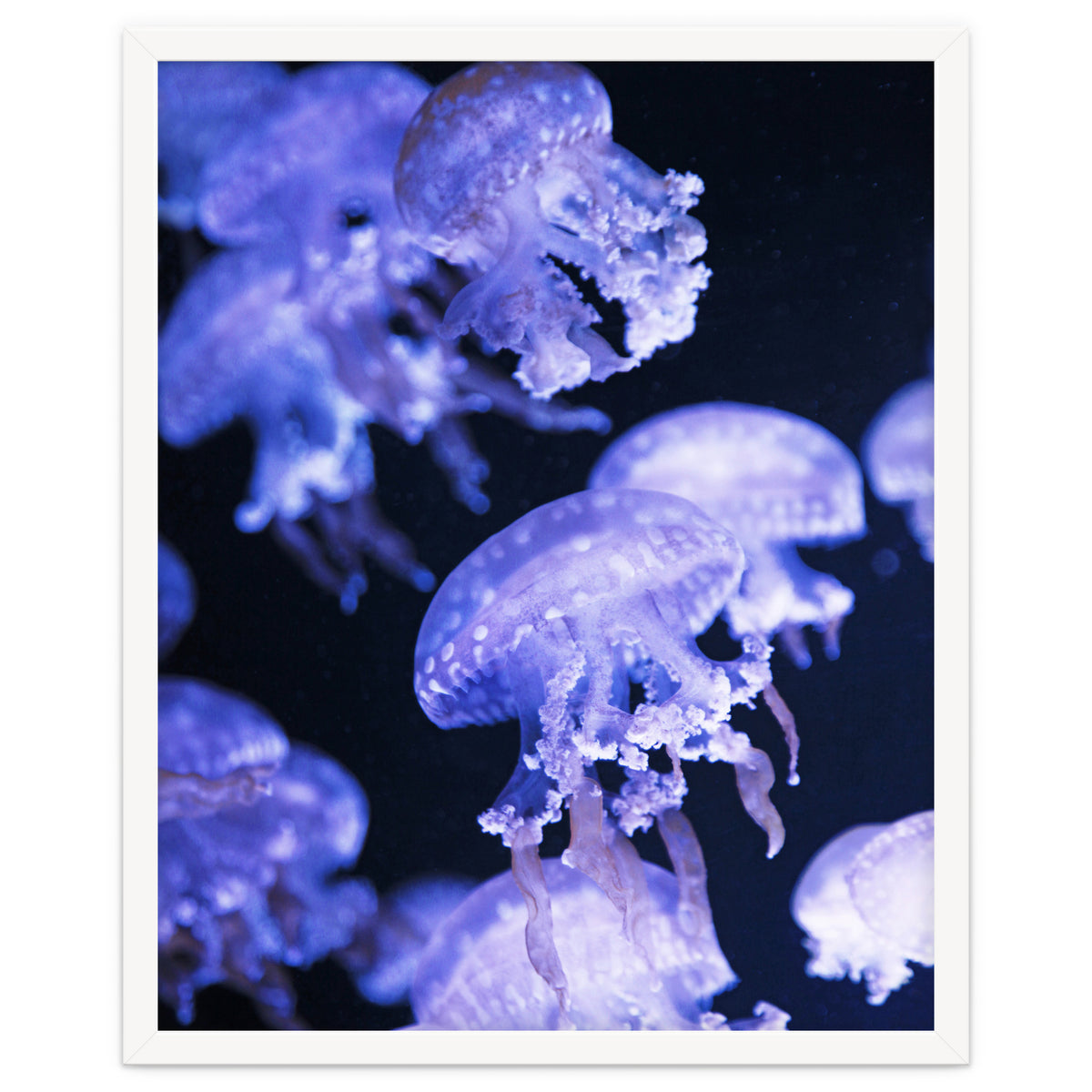 Jellyfish